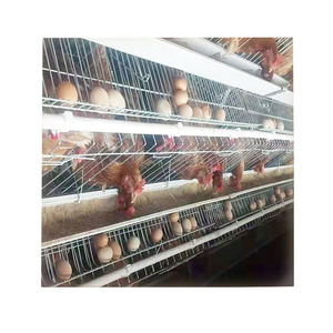 Gallinero Al Mejor Precio para <span class=keywords><strong>Pollitos</strong></span>, Pollos <span class=keywords><strong>de</strong></span> Engorde y Jaula para Gallinas Ponedoras en <span class=keywords><strong>Venta</strong></span> para Granja Avícola - Product Image 3