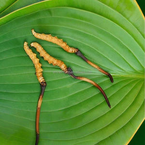 卸売野生生コーダイセプス菌糸凍結乾燥ティエン有機複合体コーダイセプスMilitaris - Product Image 4