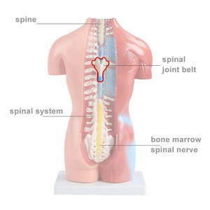 Modelo de <span class=keywords><strong>tronco</strong></span> masculino de Enseñanza Médica de 85cm, modelo de <span class=keywords><strong>tronco</strong></span> de género, modelo anatómico de <span class=keywords><strong>tronco</strong></span> masculino, modelo de lesiones espinales humanas - Product Image 2