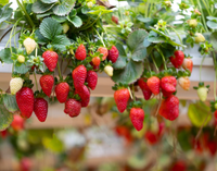 Gouttière en PVC pour fraise Système de culture et de substrat hors-sol