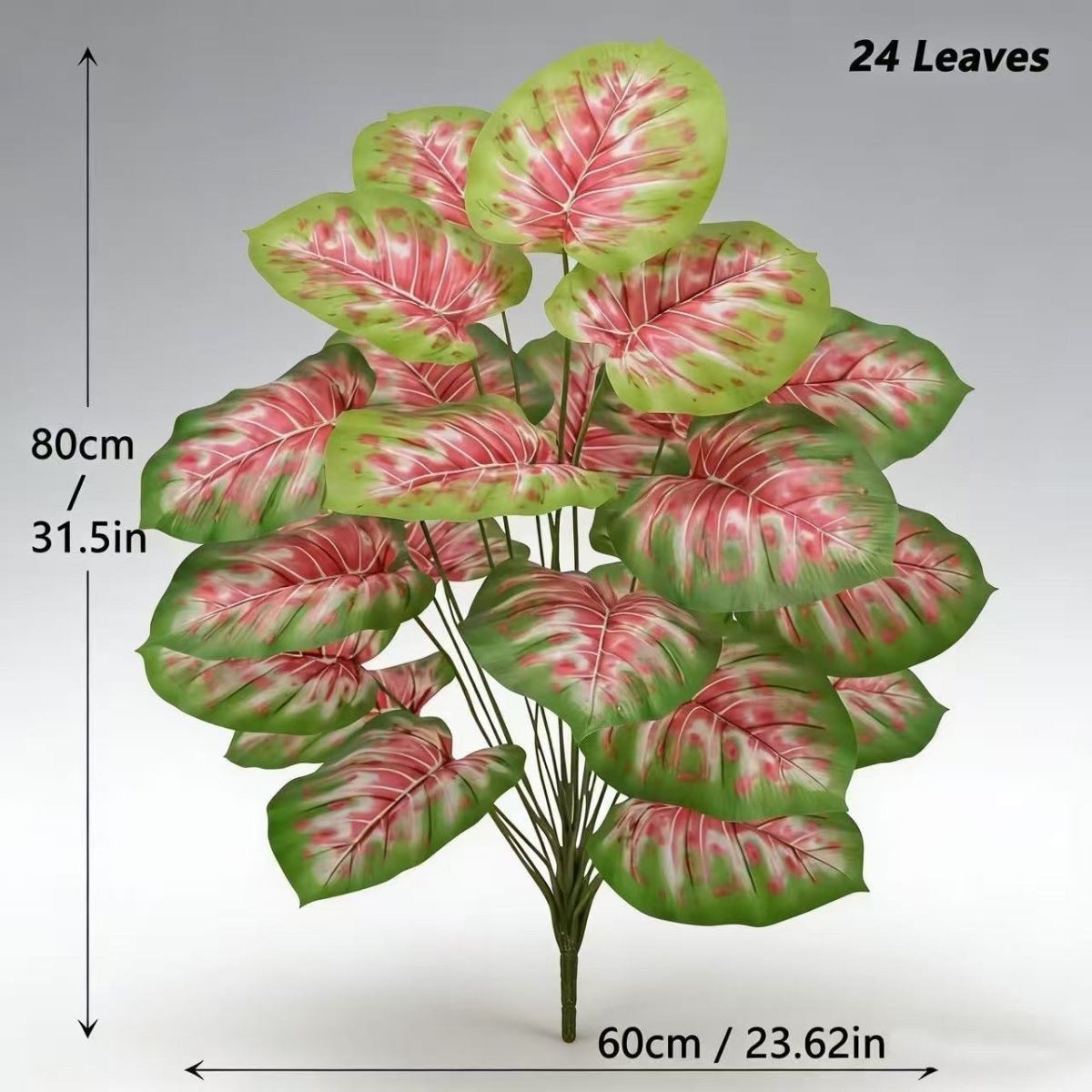 Caladium à 24 feuilles - Tacheté [Séparé]