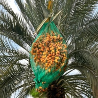 Direct van de fabriek: op maat bedrukte groene dadelpalmgaas zakken met PE-materiaal voor industriële landbouw en fruitverpakkingen