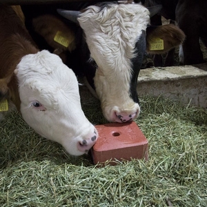 حار بيع بالجملة لعق الحيوانات الملح التغذية العضوية كتلة المعدنية الملح المعدنية لعق كتلة للماشية الأغنام الماعز - Product Image 6