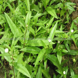 Manufacturer Hot Sale False Daisy Eclipta Prostrata Eclipta Alba <b>Extract</b> - Product Image 1