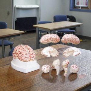 Medizinisches Bildungs modell Medizinisches anatomisches menschliches Gehirn modell Modell der Gehirn-und Zerebral arterie - Product Image 5