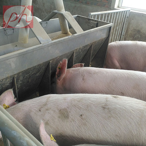 Nouvelle mangeoire à double face en acier inoxydable avec ligne d'alimentation automatique pour les porcs sevrés - Product Image 6