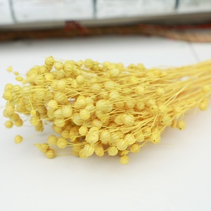 Flores decorativas de fábrica, suministro de floristería, 50g/manojo de frijol de Acacia, semillas de lino secas preservadas, ramo de frutas Jequirity, manojo de Linum - Product Image 6