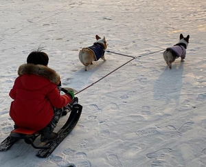 雪橇利宝儿童雪地户外滑沙车大量出口儿童游乐场雪上滑雪板 - Product Image 6