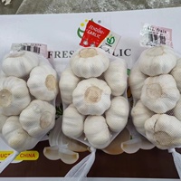 Exportation d'ail blanc frais biologique vers l'Afrique (Angola/Sénégal/Gongo/Gabon/Ghana/Kenya/Mali)