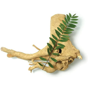 Capsules organiques de Tongkat Ali, eurycome, Longifolia, Tongkat, extrait de racine d'ali, prend en charge l'endurance et l'énergie - Product Image 4