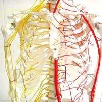 Modelo de enseñanza biológica de laboratorio, esqueleto humano de 170cm de los nervios espinales con las principales venas y los nervios espinales de PVC