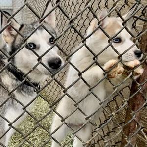 Recinto para perros de alta resistencia, recinto grande para mascotas al aire libre, perrera para perros, vallas de jaula de metal para interiores portátiles - Product Image 3