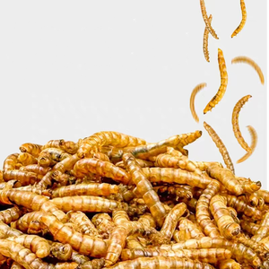 Üretici doğrudan satış yüksek kaliteli kurutulmuş Mealworms yüksek <span class=keywords><strong>Protein</strong></span> hamsterler şeker Gliders iç<span class=keywords><strong>in</strong></span> uygun - Product Image 1