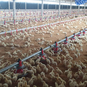 Pluma de pollo automática completa de alta calidad, equipo de granja, casa avícola para pollo 5000 - Product Image 3
