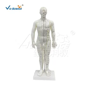 Soft PVC Plastic Education Model English Code 50CM Human body Acupuncture Model