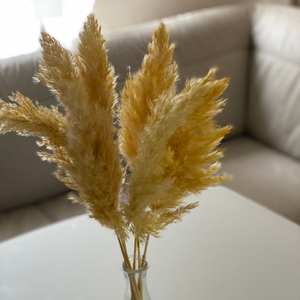 <span class=keywords><strong>Pampa</strong></span> Natural seca para decoración del hogar, hierba pequeña para decoración de boda, gran oferta de Amazon Ins - Product Image 5
