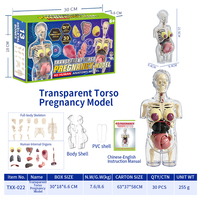 Modelo Anatómico de Embarazo 4D, Kit Transparente de la Estructura del Cuerpo Humano, Modelo de Ciencia para Armar, Juguete Educativo para Niños