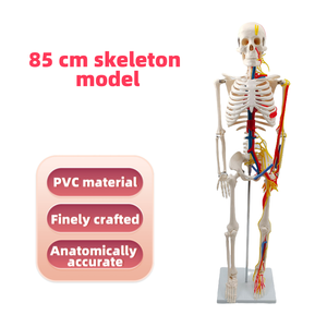 85CM PVC Modelo de Esqueleto Humano com Nervos e Vasos Sanguíneos Anatômico Ferramenta de Ensino para Treinamento em Ciências Médicas em Hospitais - Product Image 2