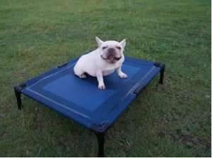 Большая водонепроницаемая черная кровать для собак с алюминиевой рамой - Product Image 5