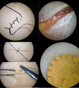 Grand <span class=keywords><strong>microscope</strong></span> stéréo trinoculaire de support de boom de mouvement de bras articulé mobile flexible pour la chirurgie d'animal familier de réparation