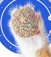 Litière pour chat en bentonite pure non parfumée pour chatons 5 kg, sable pour chat non irritant