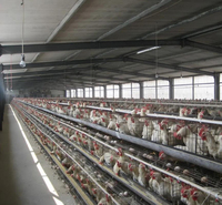 Derniers poulaillers bon marché préfabriqués en acier pour volailles, entrepôt à poulets