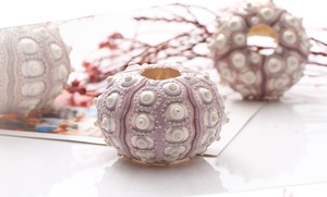 Vraies coquilles d'oursin bon marché utilisées pour la décoration de la maison de pot de fleur - Product Image 2