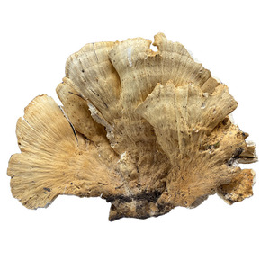 Crudos secos Laetiporus Cincinnatus pollo natural a granel de las maderas basura azufre Polypore estante para la venta - Product Image 5
