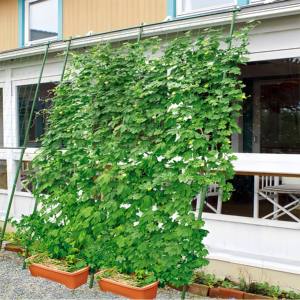 <span class=keywords><strong>Treillis</strong></span> de jardin en acier inoxydable robuste, cadre d'escalade pour plantes d'extérieur écologique avec clips de soutien pour la nature - Product Image 6