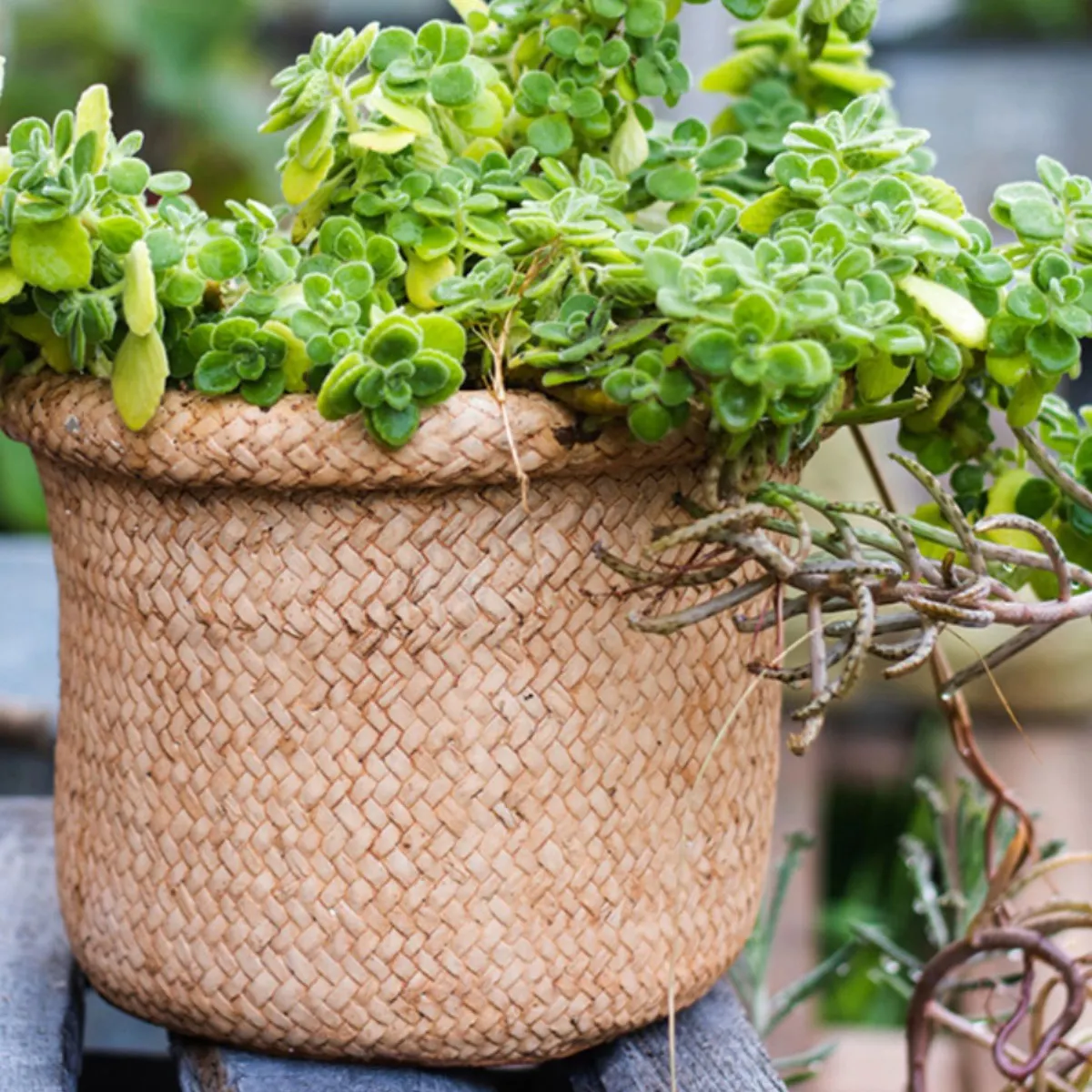 Pot bunga taman, dekorasi rumah Desktop pedesaan gaya Vintage, Pot tanaman sukulen beton