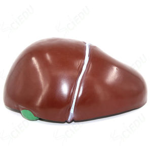 Scienza medica soggetto modello di fegato modello anatomico di fegato modello di malattia <span class=keywords><strong>del</strong></span> fegato umano - Product Image 3
