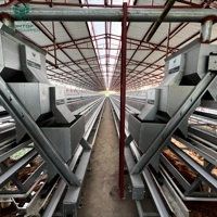 Cage à poulets grande capacité en promotion, cages en batterie en forme de A pour poules pondeuses avec système de convoyeur d'œufs automatisé pour climat tropical