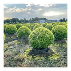 HOKBG Garden supplies Tissu PP léger mais résistant anti-UV <span class=keywords><strong>avec</strong></span> poignées Sac de culture pour balles d'<span class=keywords><strong>espalier</strong></span> d'intérieur et d'extérieur - Product Image 1