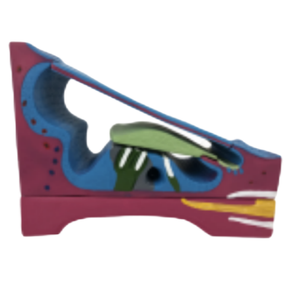 Modelos de enseñanza médica ADA Modelos de cólicos membranosos y en espiral de PVC Modelo de globo ocular magnificado para el aprendizaje de anatomía - Product Image 2