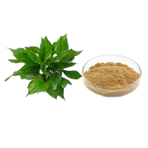 Extrait de rhizome de Nipponlily Omoto naturel en poudre, extrait de Rhizoma Rohdeae Japonicae 10:1 - Product Image 1