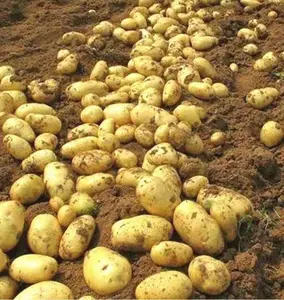 Nova temporada de batata no atacado de batata fresca e exportação de legumes na China
