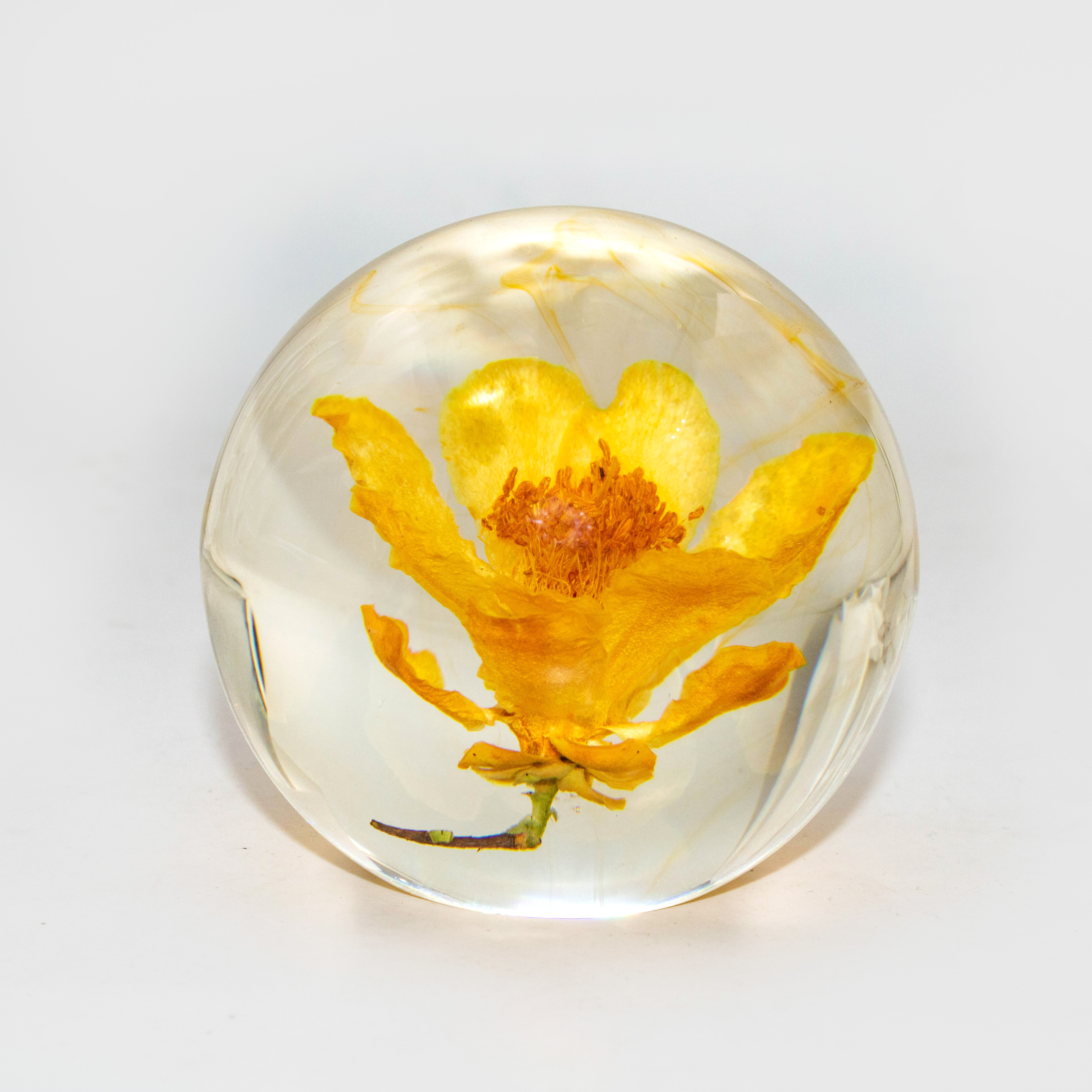 Golden Camellia Reverie