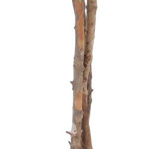 Gran oferta, 160cm, 63 pulgadas, árbol <span class=keywords><strong>de</strong></span> <span class=keywords><strong>cacao</strong></span> artificial decorativo, árbol <span class=keywords><strong>de</strong></span> café artificial para sala <span class=keywords><strong>de</strong></span> estar, balcón, esquina, decoración <span class=keywords><strong>de</strong></span> oficina - Product Image 5