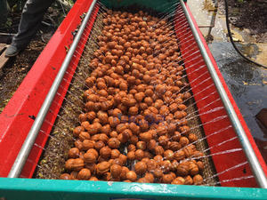 Machine à éplucher la peau <span class=keywords><strong>de</strong></span> noyer vert Éplucheur <span class=keywords><strong>de</strong></span> <span class=keywords><strong>noix</strong></span> Meilleur prix Vergers Machine à décortiquer les <span class=keywords><strong>noix</strong></span> vertes - Product Image 3