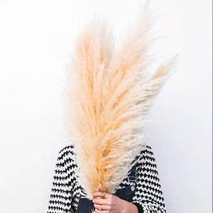 120 cm <span class=keywords><strong>Grand</strong></span> Flores De Naturel Herbe De Pampa <span class=keywords><strong>Grand</strong></span> Décor Herbe De Pampa <span class=keywords><strong>Grand</strong></span> Carburador Da Pampa Beige - Product Image 2