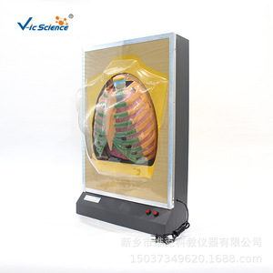 Simulateur de mouvement du diaphragme pulmonaire, modèle de mouvement respiratoire humain, modèle de système respiratoire électrique, biologique - Product Image 1