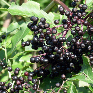 Cyanidin-<span class=keywords><strong>3</strong></span>-o-glucoside pulver sambucus nigra extrakt anthocyan schwarz holunder extrakt pulver - Product Image 4