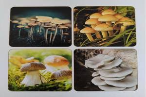 جهاز تعقيم آلي مربع ذو باب مزدوج لفطر الطعام جهاز تعقيم آلي للفطر - Product Image 6