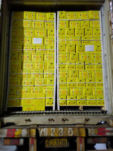 Zenzero fresco più nuovo raccolto zenzero fresco indonesiano - Product Image 6