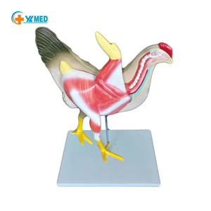 Modèle d'enseignement d'anatomie animale, modèle d'anatomie du squelette et de la structure interne de la poule pour la <span class=keywords><strong>recherche</strong></span> sur les <span class=keywords><strong>animaux</strong></span> - Product Image 1