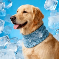 Bandana rafraîchissante pour chien en gros – Écharpe de refroidissement pour grands chiens, accessoires de camping pour chiens, tours de cou rafraîchissants, bandana pour animaux de compagnie