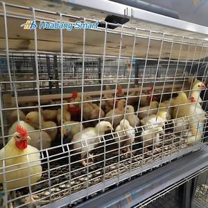 Cage pour poulets de chair en acier galvanisé à chaud durable avec système d'alimentation et d'<span class=keywords><strong>arrosage</strong></span> <span class=keywords><strong>automatique</strong></span> avancé - Product Image 4