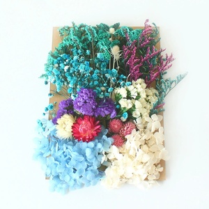 Venta al por mayor Diy Hortensia preservada Gypsophila flores secas en relieve bolsa de flores secas para la decoración del hogar/boda - Product Image 3
