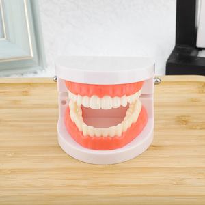แบบจำลองฟัน ขนาด 1:1 เท่าของจริง วัสดุ PVC สำหรับการเรียนการสอนทางทันตกรรม - Product Image 1
