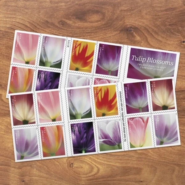 Fleurs de tulipes 2023 500374-G8-69-23YJXSK